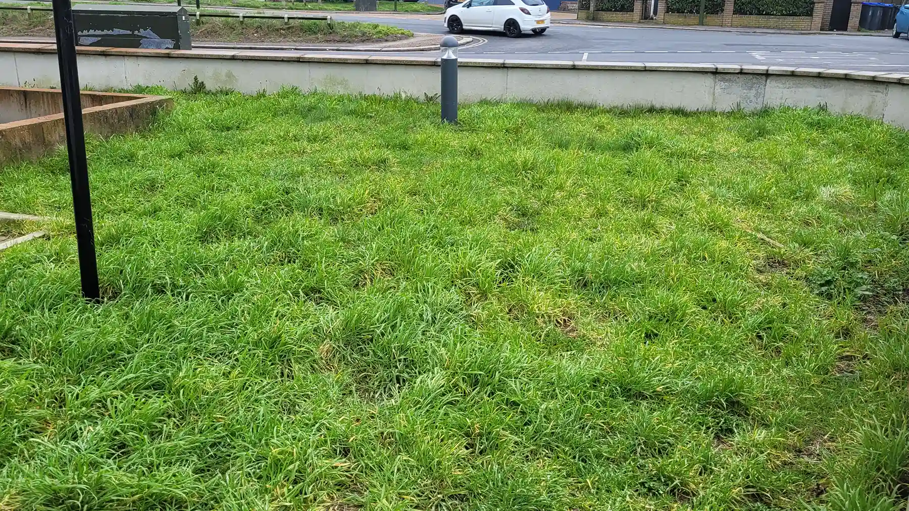 Large area of grass set in commercial apartment block in need of planting.