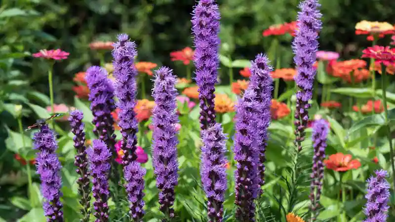 Flowering perennials blazing star liatris spicata