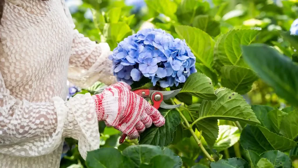 Trimming blue coloured cluster of flowers showcasing how to deadhead flowers