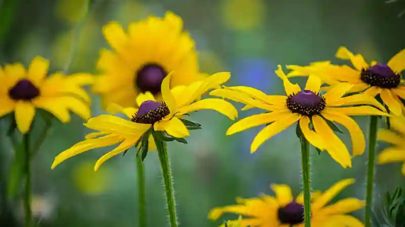 A flowering perennial black eyed susan rudbeckia