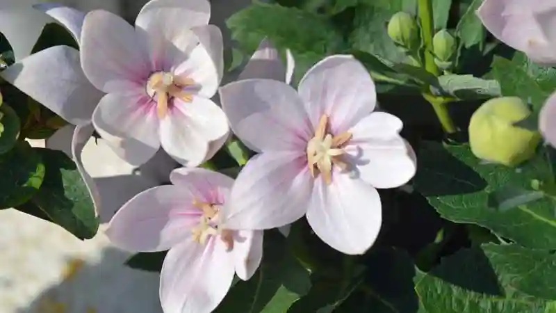 Flowering Perennials