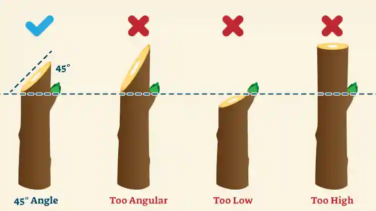 Pruning basics for ornamental trees and shrubs angles of cutting a branch