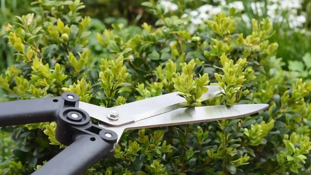 Pruning plants with tool