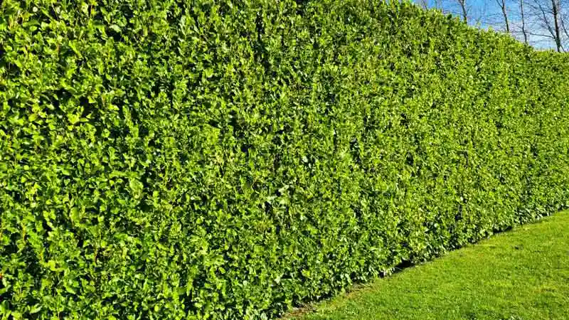 Griselinia tall hedge.