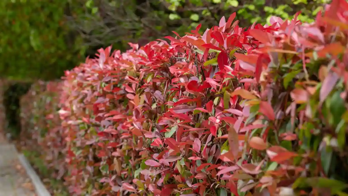 Photinia Red Robin plants.