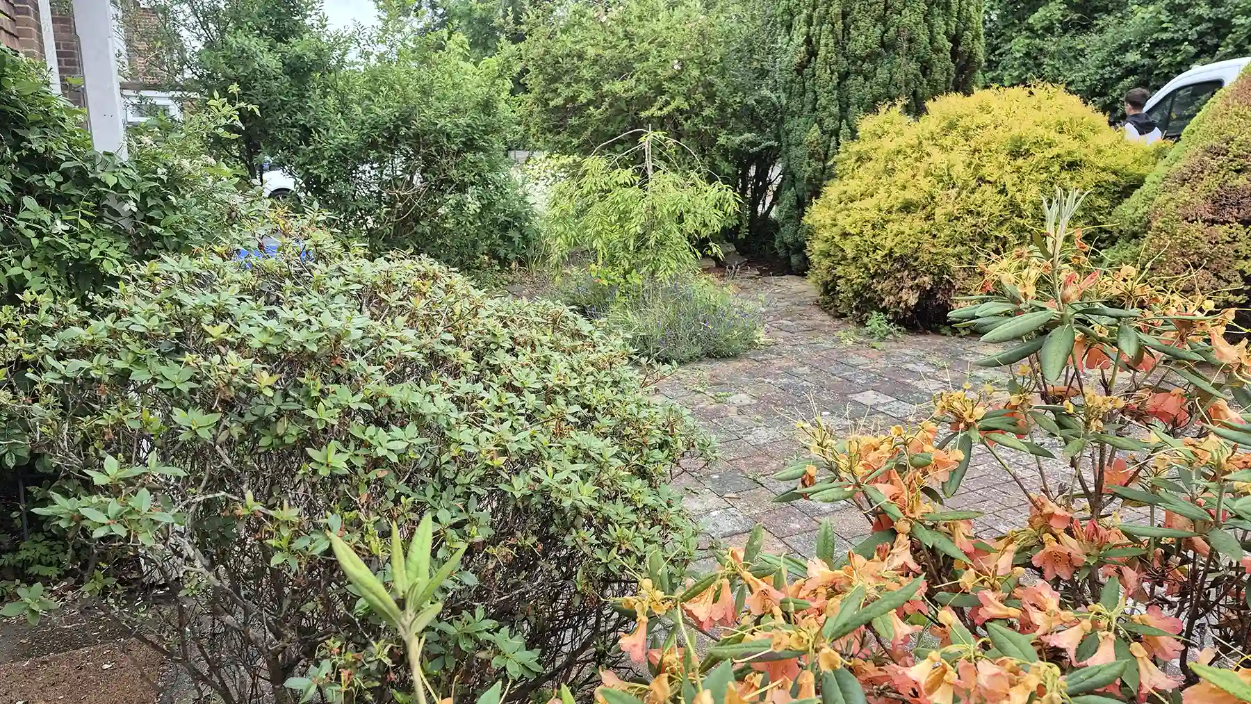 Overgrown front garden bushes with peach-coloured flowers framing an old block paved driveway path leading through dense greenery.